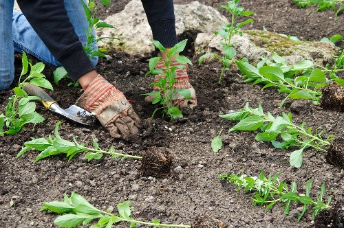 Seasonal gardening services for Goodmayes homes