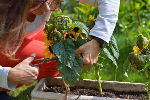 Careful planting and maintenance in a local garden